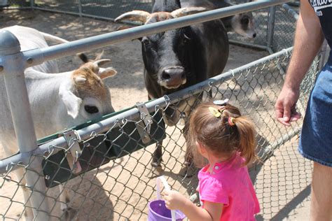 animal petting zoo manorville|local farms with petting zoos.